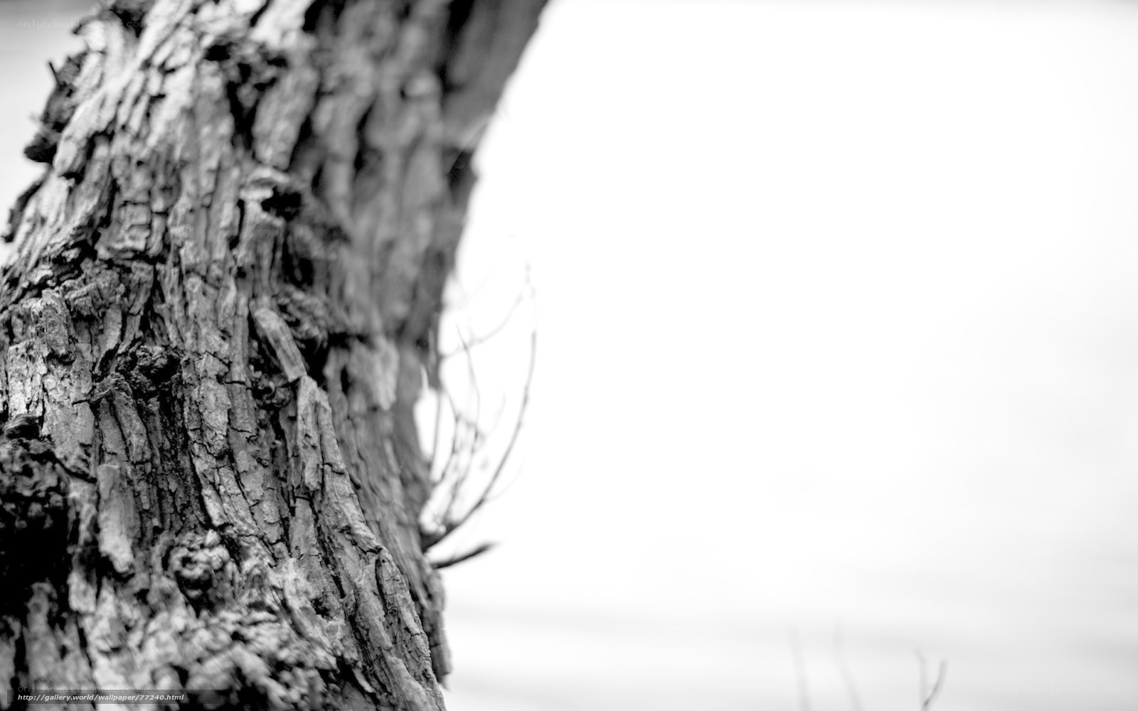 close-up of tree bark