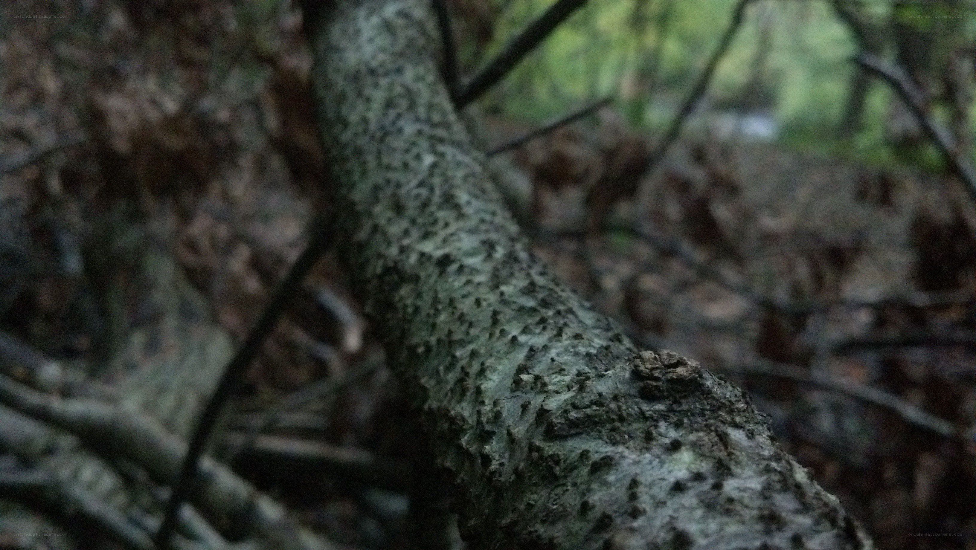 close-up of tree branch