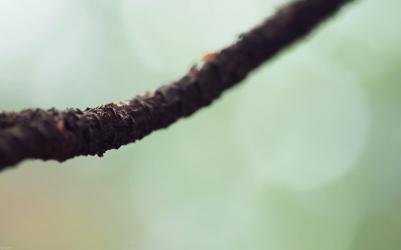 Close-up of Tree Branch — Brown