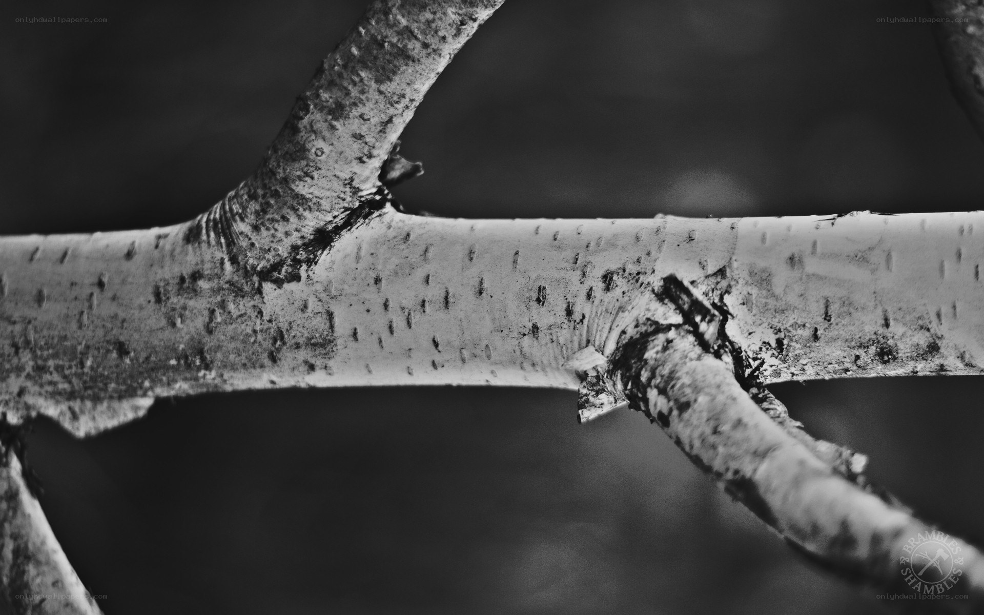 close-up of tree branch