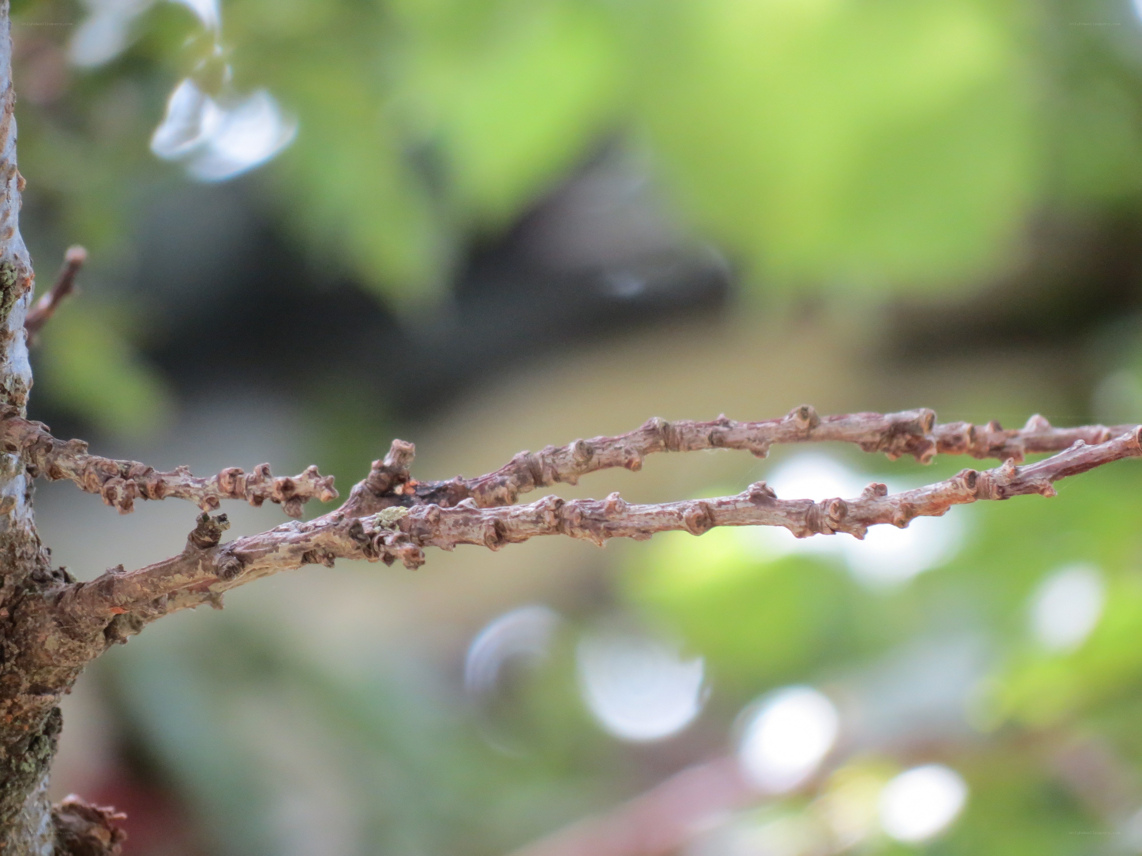 Close-up of tree branches