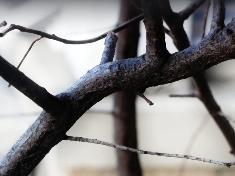 close-up of tree branches