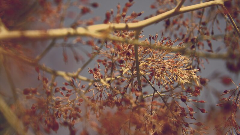 Close-up of tree branches with seeds