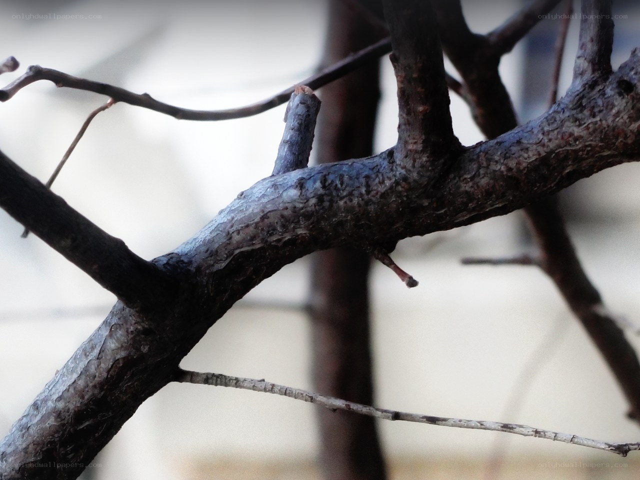 close-up of tree branches