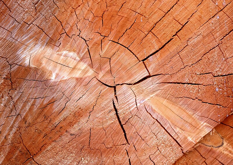 Close-up of tree ring texture