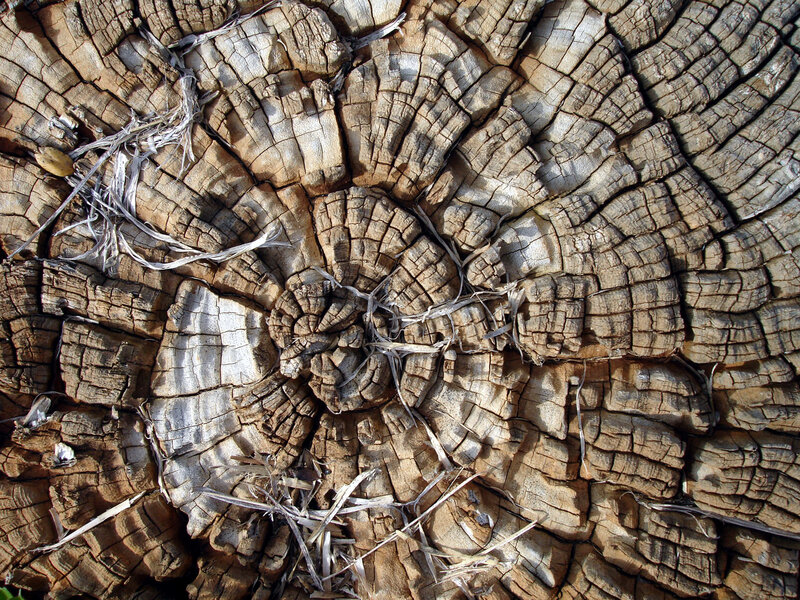 Close-up of tree ring texture