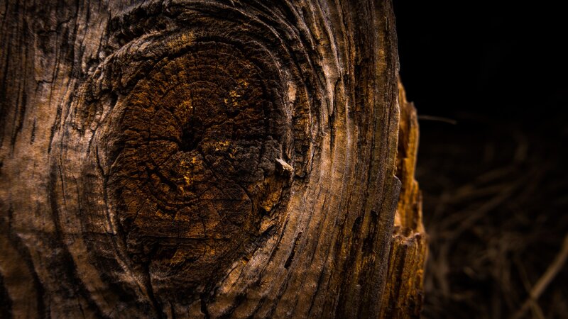 Close-up of Tree Stump