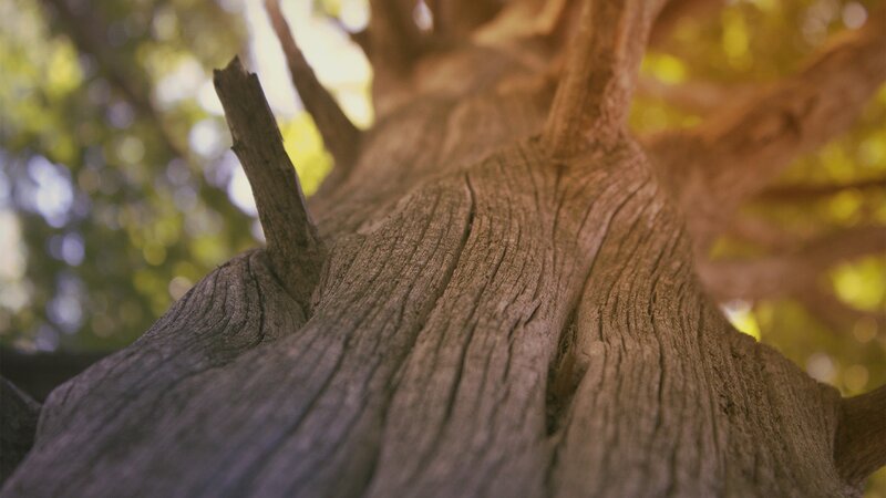 close-up of tree trunk