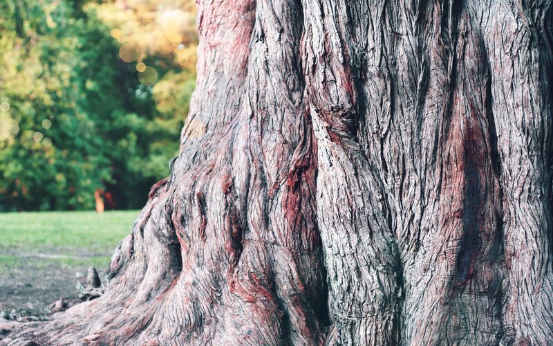 close-up of tree trunk