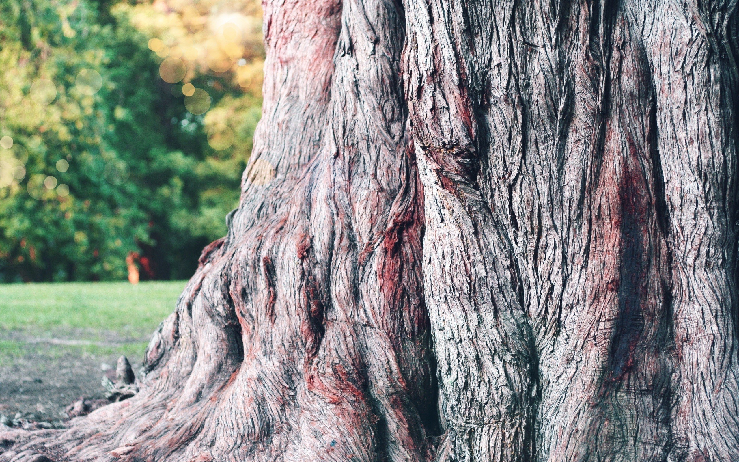 close-up of tree trunk