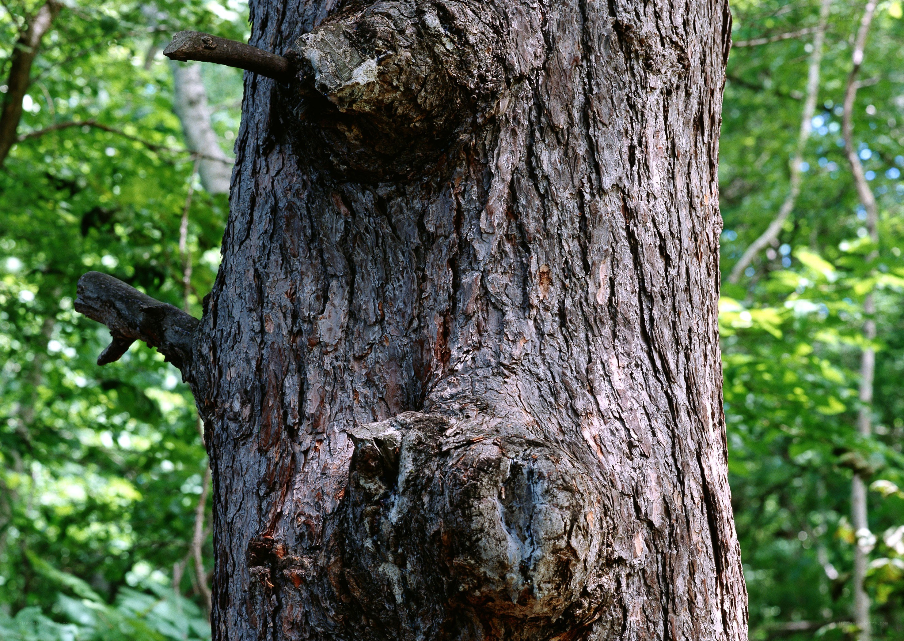 close-up of tree trunk