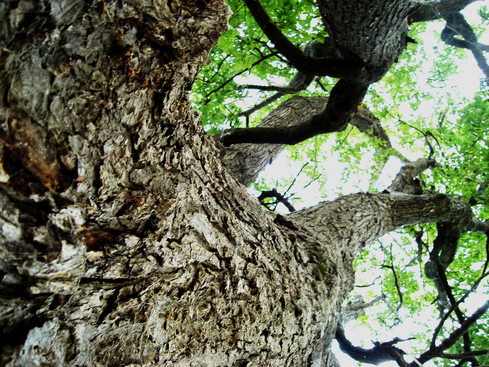 close-up of tree trunk