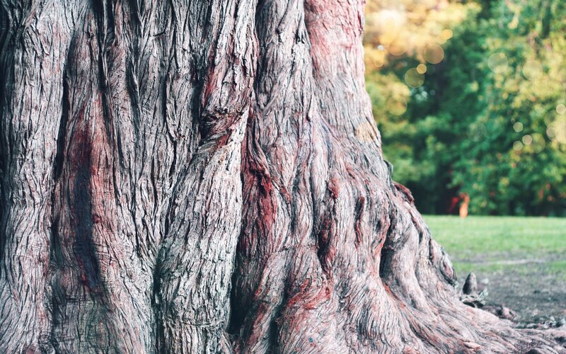 Close-up of Tree Trunk — Brown, Serene
