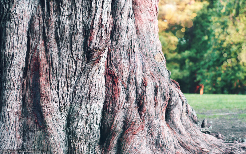 Close-up of Tree Trunk — Brown