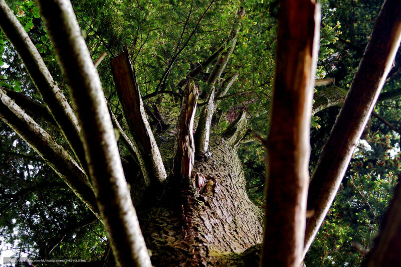 close-up of tree trunk