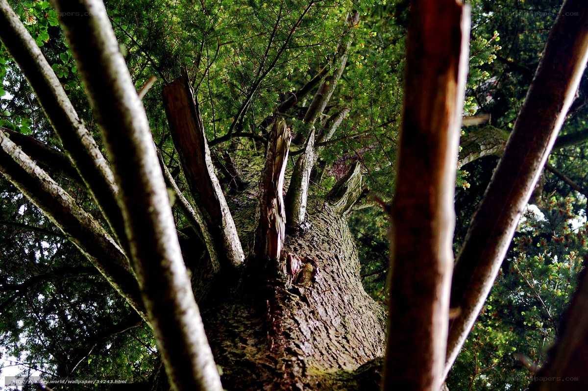 close-up of tree trunk