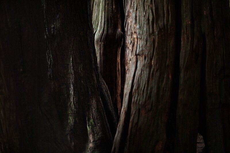 close-up of tree trunks