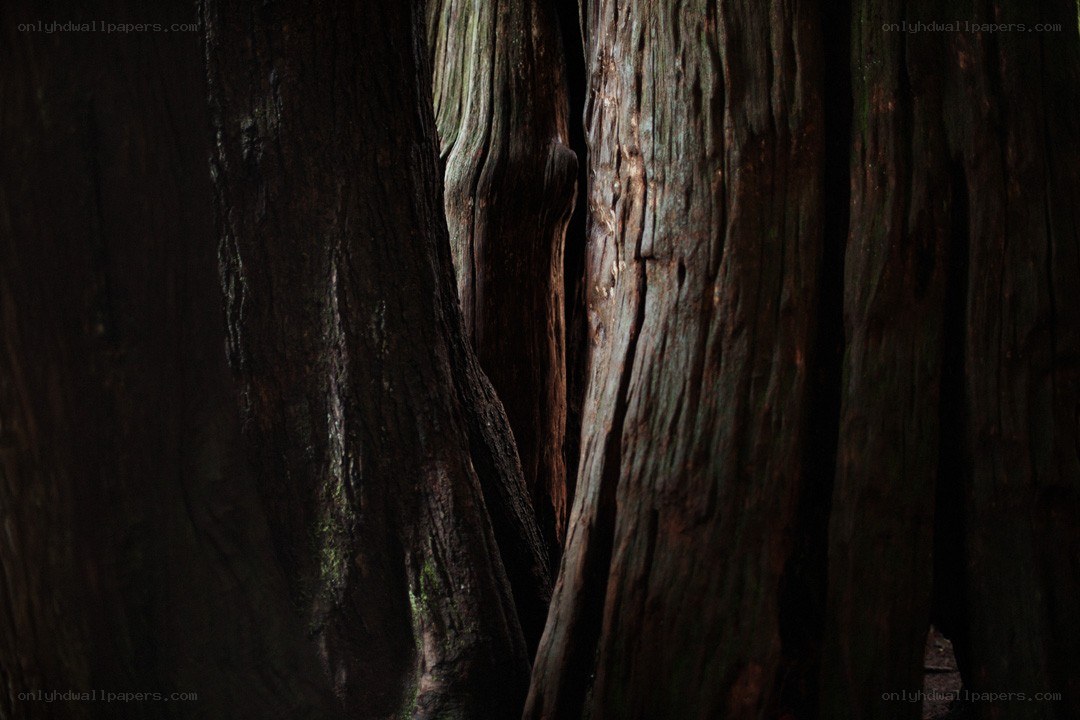 close-up of tree trunks