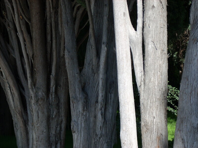 close-up of tree trunks