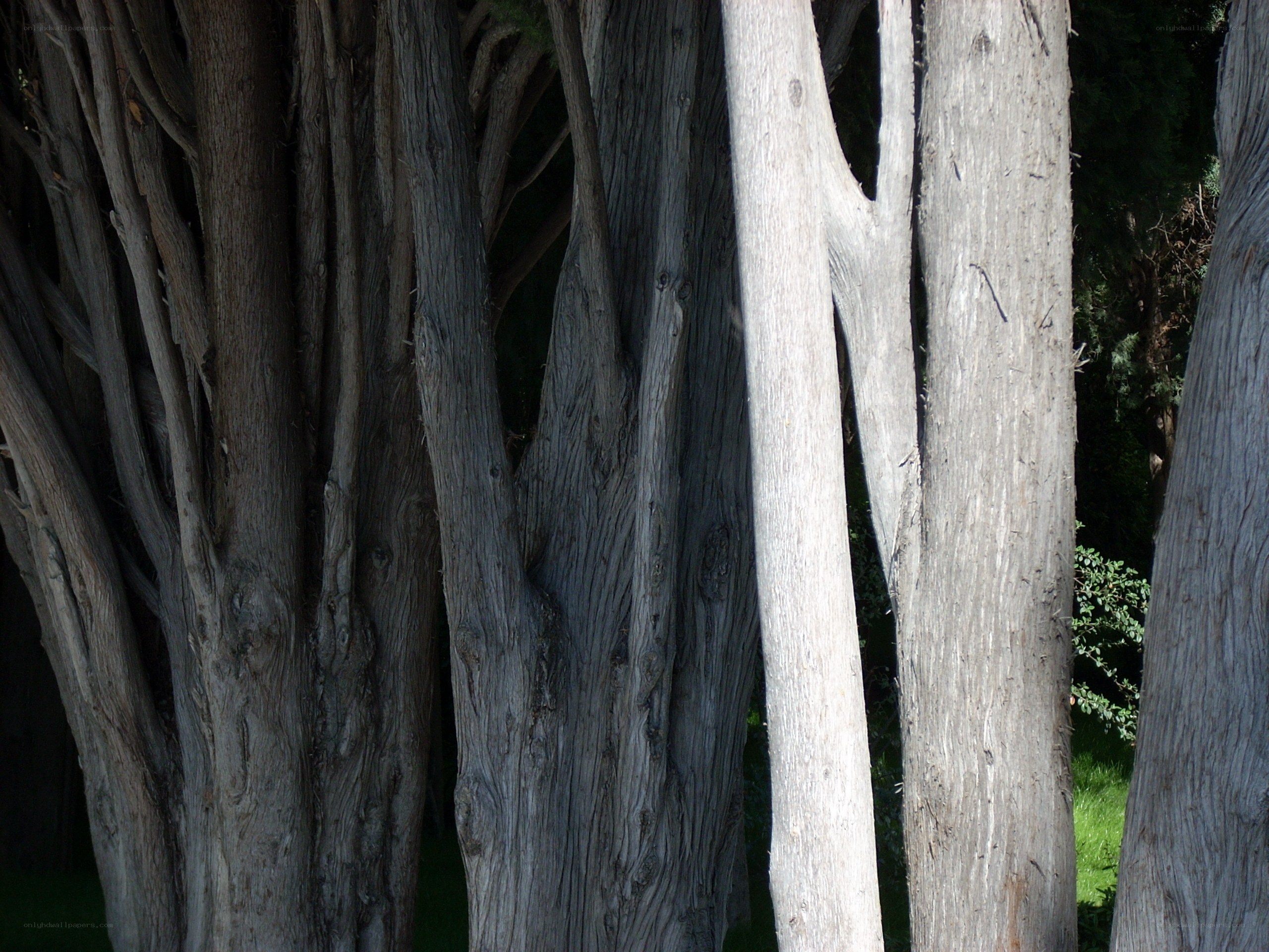 close-up of tree trunks