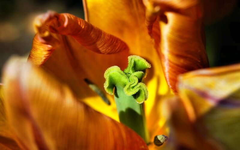 Close-up of Tulip Flower