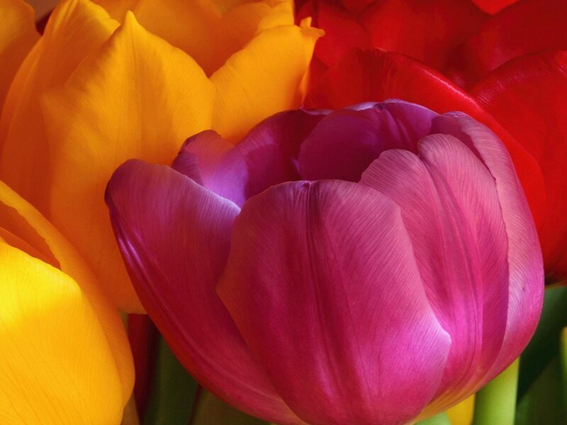 Close-up of Tulip Flowers