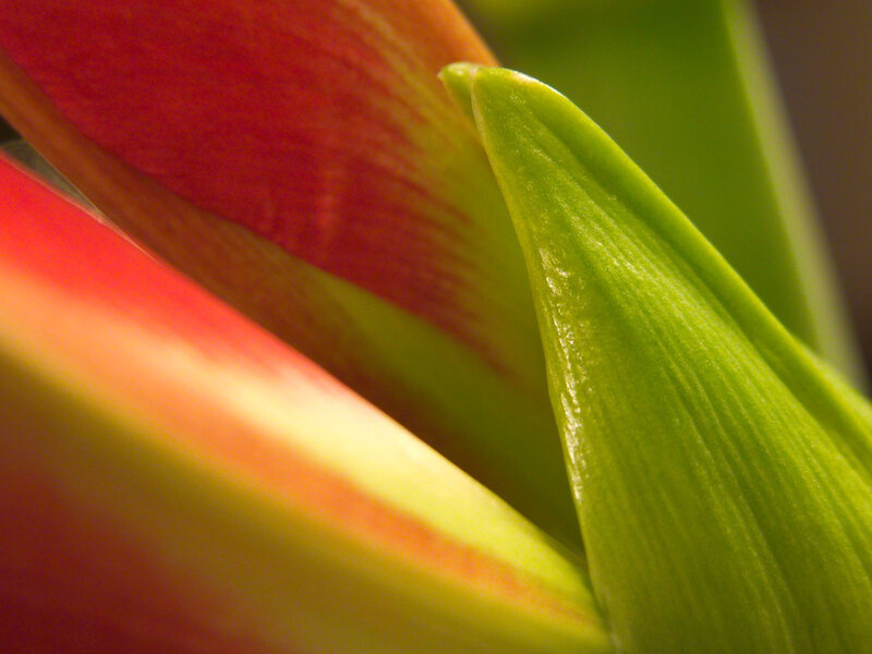 Close-up of Tulip Petals — Red
