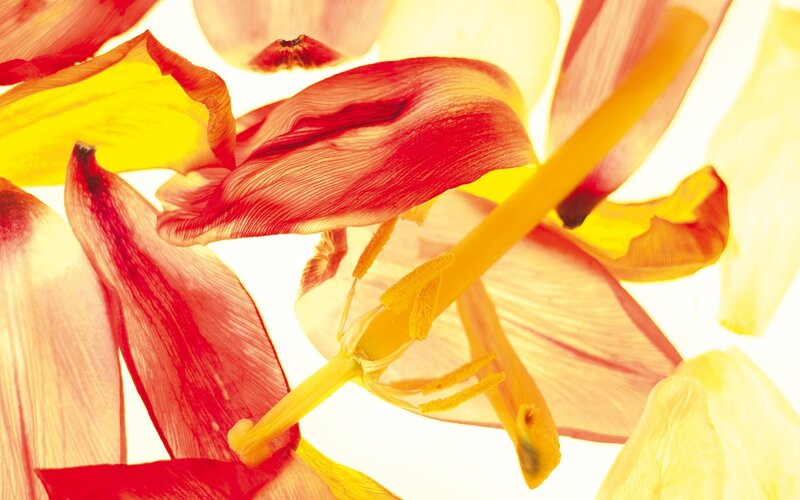 Close-up of tulip petals