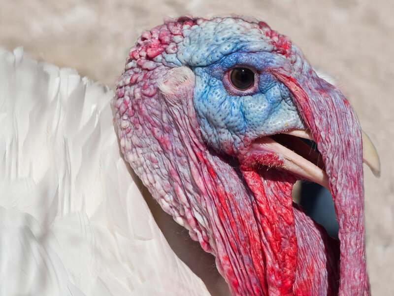 Close-up of Turkey Head
