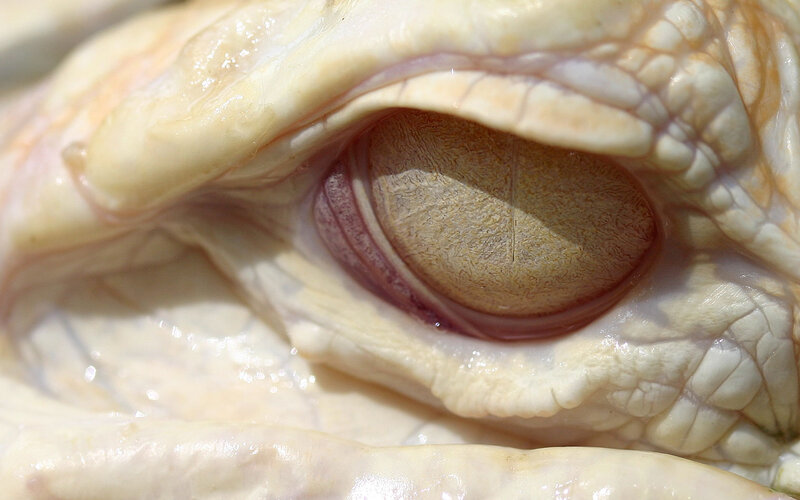 Close-up of Turtle Eye