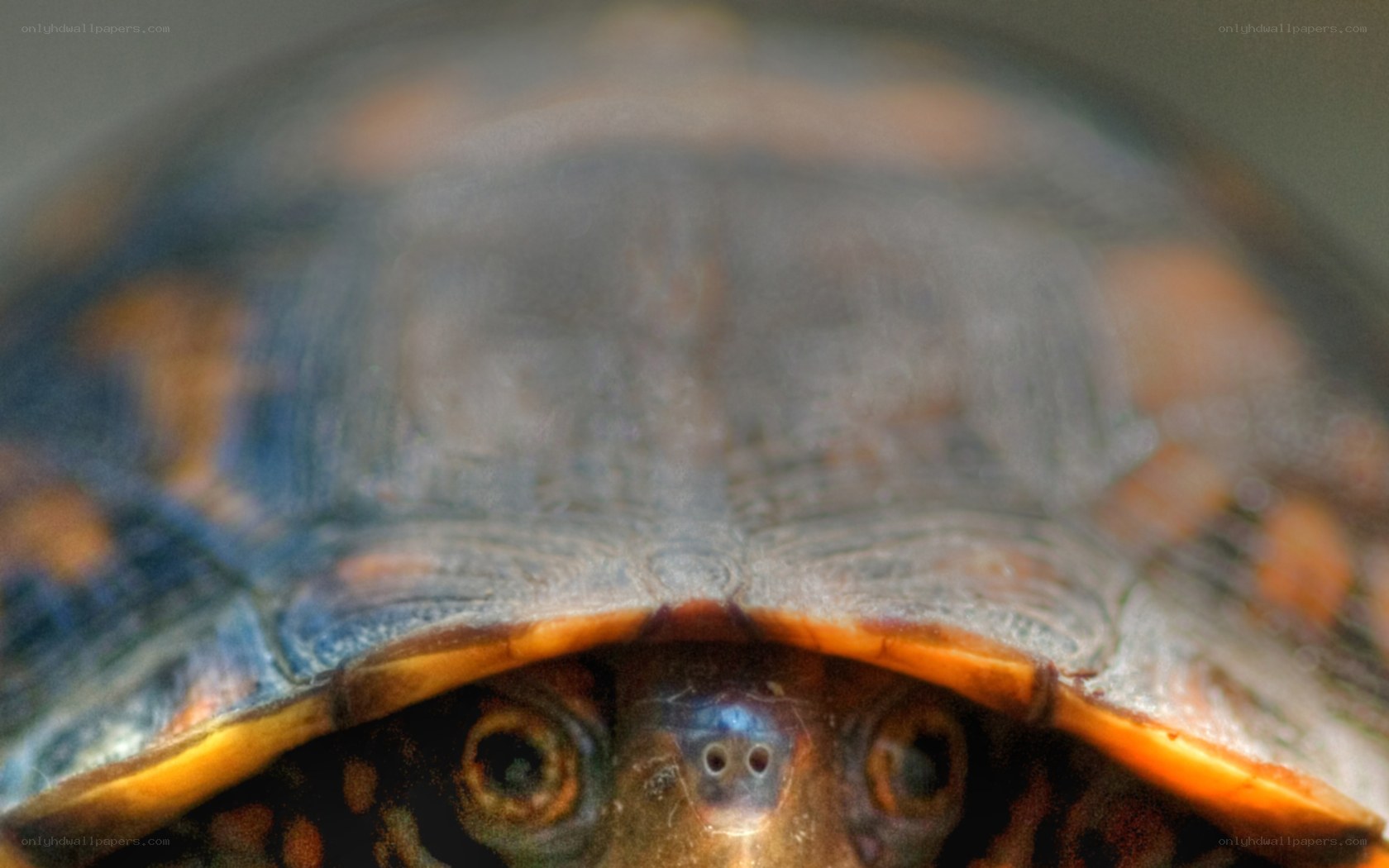 close-up of turtle head