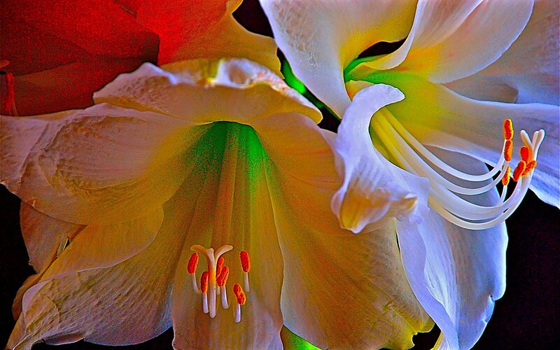 Close-up of Two Amaryllis Flowers