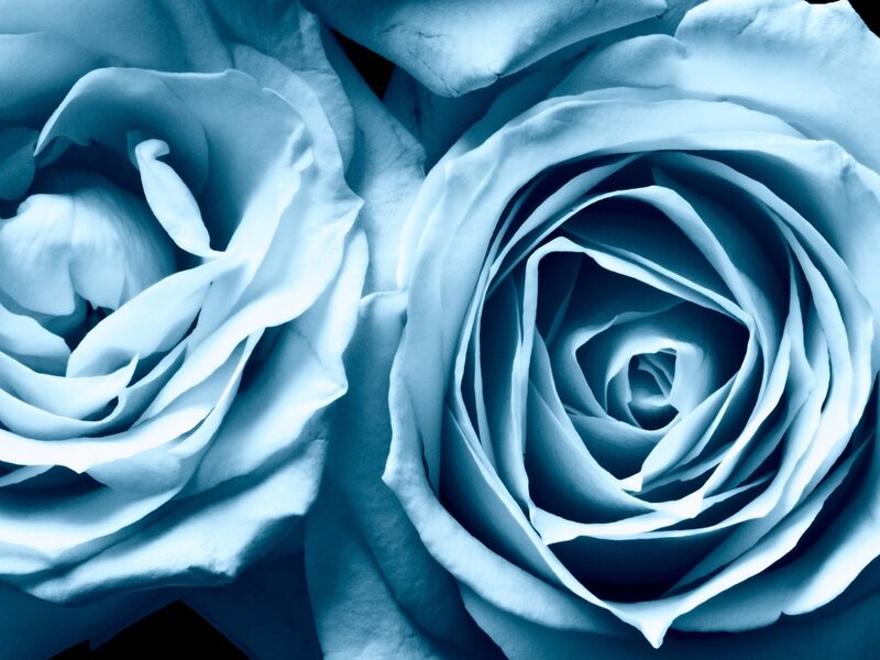 Close-up of Two Blue Roses