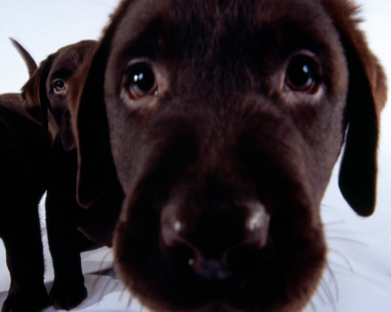 Close-up of two chocolate Labrador puppies