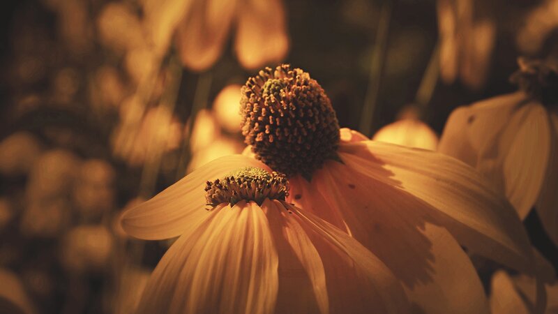 Close-up of two flowers in warm light