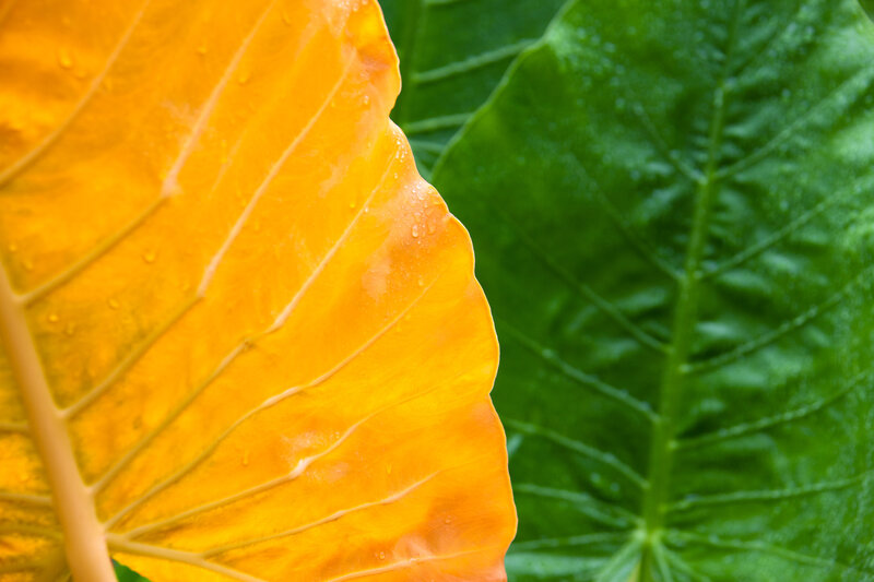 Close-up of Two Leaves