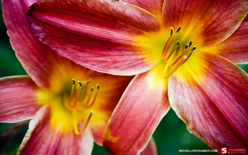 close-up of two lilies