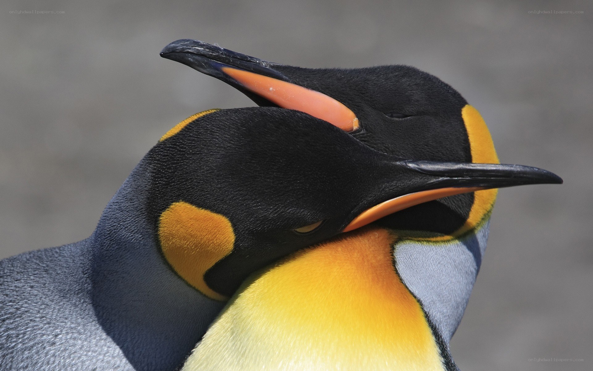 Close-up of two penguins