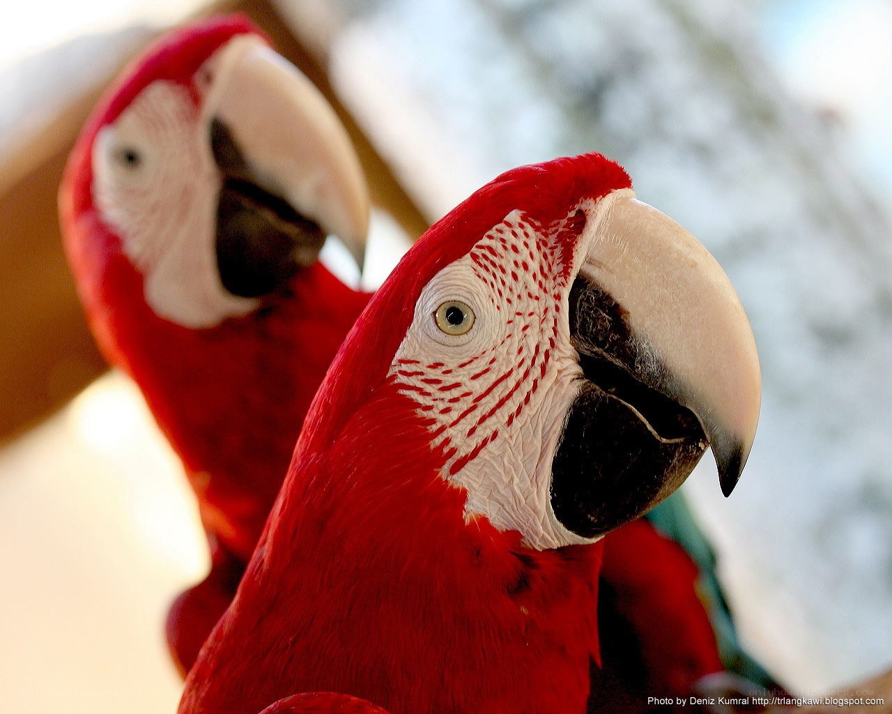 Close-up of two red macaws
