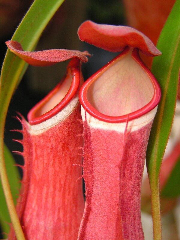 Close-up of two red pitcher plants