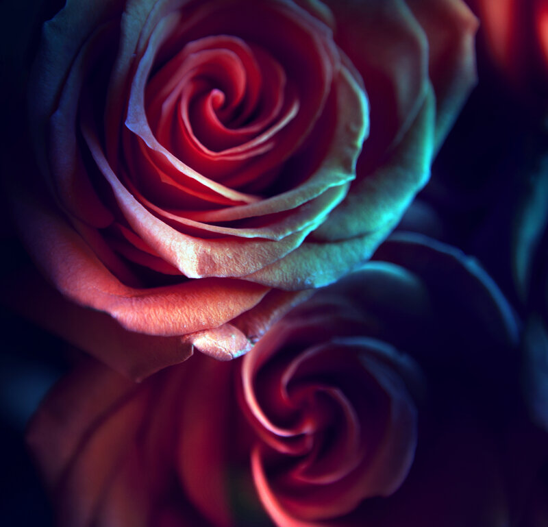 Close-up of Two Roses — Red