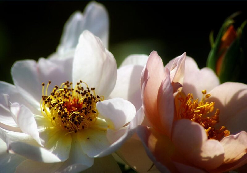 Close-up of Two Roses