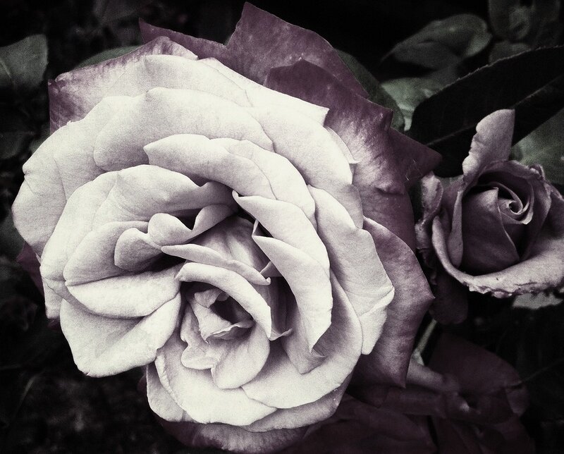 Close-up of Two Roses — White
