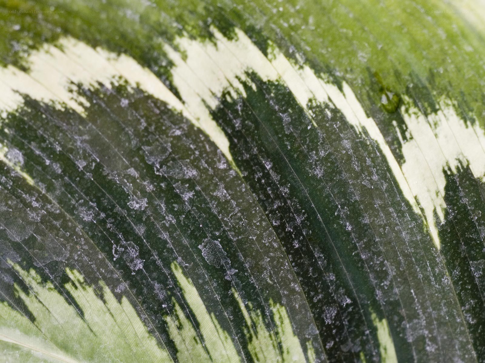 close-up of variegated leaf