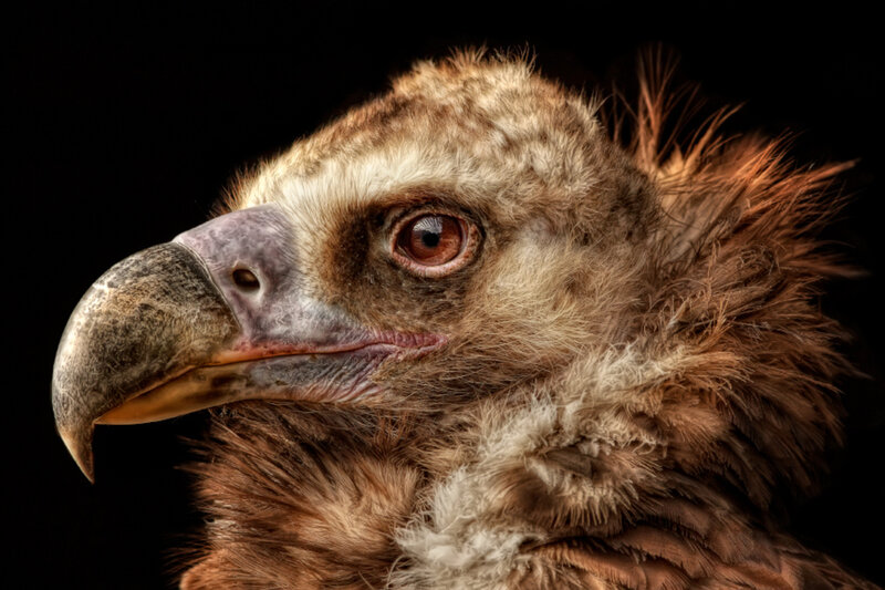 Close-up of Vulture Head — Brown