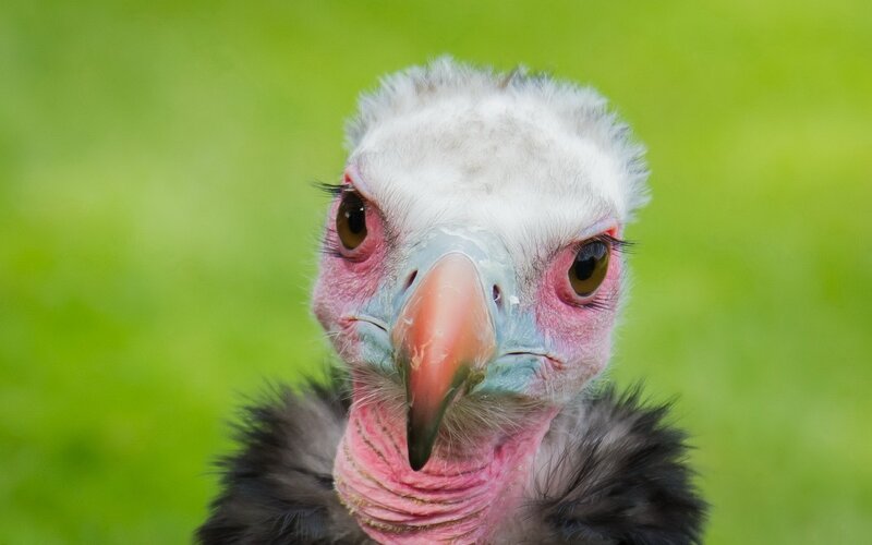Close-up of Vulture Head — Green