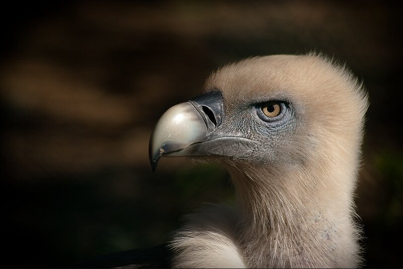 Close-up of Vulture Head