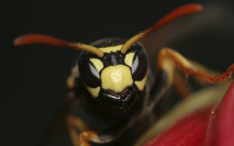 Close-up of Wasp Head — Black, Dramatic