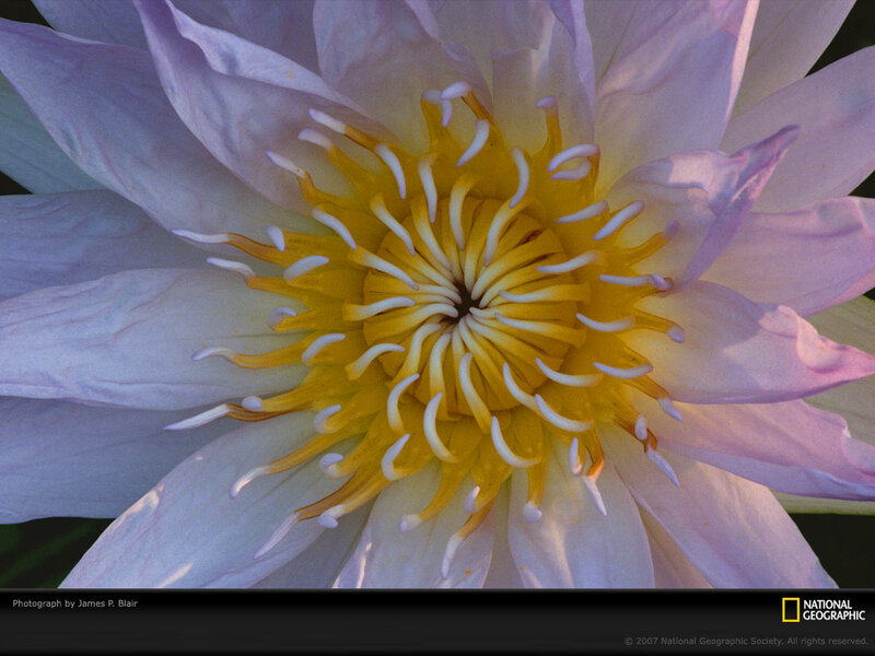 Close-up of Water Lily — Purple