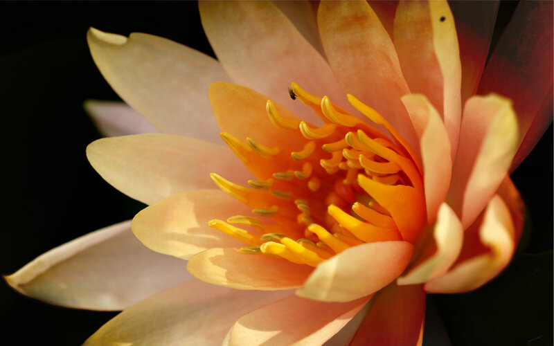 Close-up of Water Lily